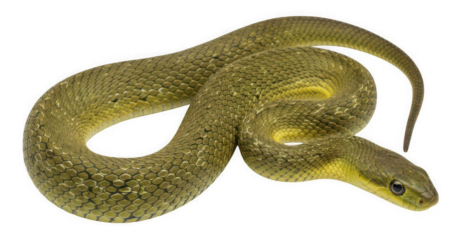 Common garter snake with textured green scales as cut out PNG