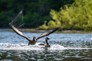 Two geese create ripples on a serene lake as one attempt to take off chasing the other one. Sunlight glistens on the water, highlighting the dynamic scene. © dfriend150