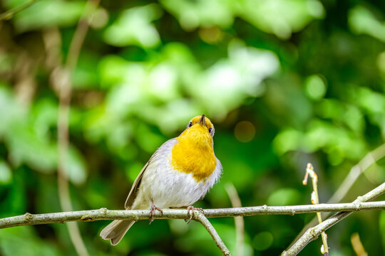 Mit erhobenem Haupt und einem neugierigen Blick in die unendliche Weite des gr&uuml;nen Bl&auml;tterdachs scheint dieser kleine Fr&uuml;hlingsbote des Sommers &ndash; unser treues Rotkehlchen &ndash; &uuml;ber die gro&szlig;en Fragen des 
