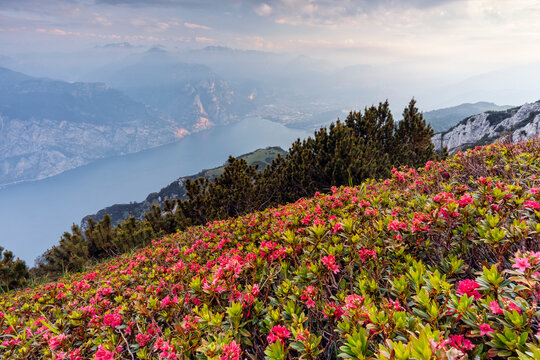 Blooming alpine rhododendrons overlook Lake Garda, framing a nature tourism destination at Monte Baldo Natural Park, Brentonico, Trentino, Veneto, Italy.
