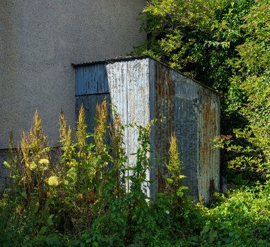 Corrugated iron shed stands overgrown with dense weeds and lush plants by a building in Forres, Moray, Scotland