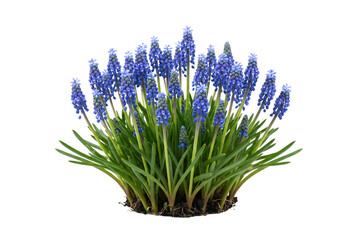 Fototapeta premium Cluster of blue grape hyacinth muscari flowers blooming with green leaves and soil, isolated cutout for garden and spring designs.