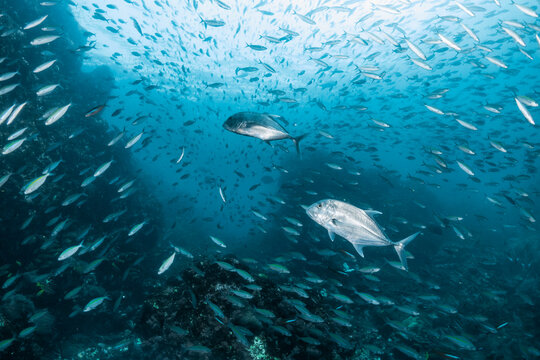 Jack fish school swimming in the deep blue ocean near a rocky underwater reef environment