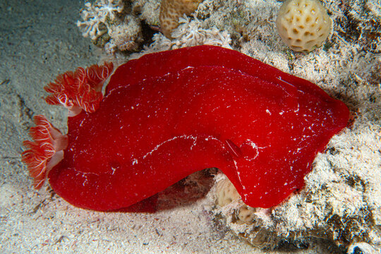 Hexabranchus sanguineus, spanish dancer, Hexabranchidae, Sharm el Sheikh, Red Sea, Egypt