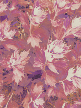 pink leaves background