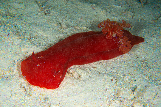 Hexabranchus sanguineus, spanish dancer, Hexabranchidae, Sharm el Sheikh, Red Sea, Egypt