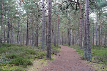 Obraz premium Wanderweg, Pfad, Fußweg, Wald, Baum, Kiefer, Darßer Ort, Darßwald, Waldkiefer (Pinus sylvestris), Pfad, wandern, Landschaft, Natur, Deutschland, Europa