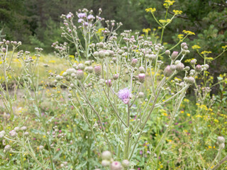 Fototapeta premium A decorative plant with purple flowers from the daisy family.