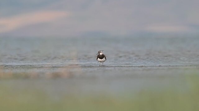 A Northern Lapwing (Vanellus vanellus) is foraging on the shore of Lake Er&ccedil;ek in Van.