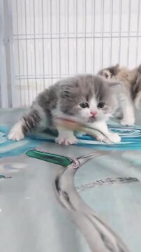 Fluffy grey and white kitten playfully biting a feather toy in motion footage capturing cute animal behavior at home setting