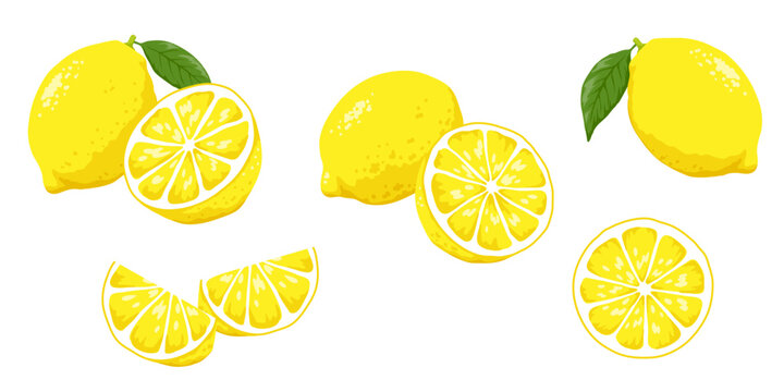 Fresh Lemon Illustration,whole and slices