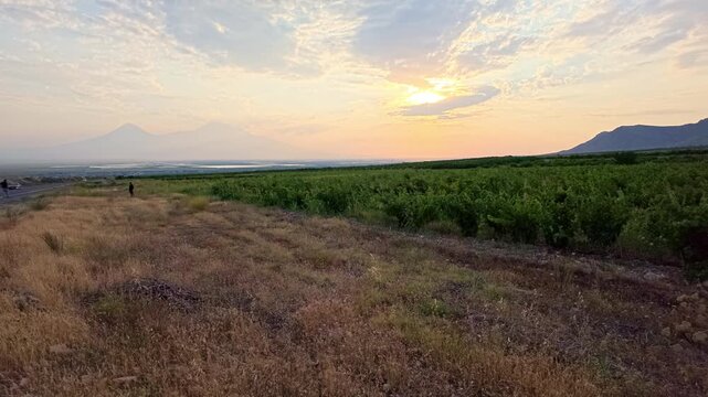 Late afternoon light bathes vineyard fields and rugged hills