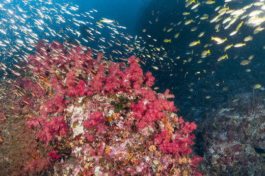 Soft coral reef with vibrant pink dendronephthya and school of small tropical fish swimming in deep blue ocean water
