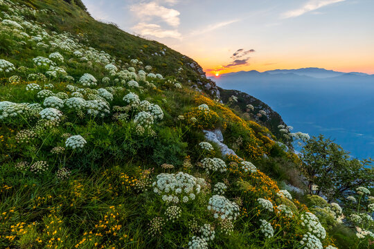 Alpine wildflowers bloom on mountain slopes during a golden sunset, representing nature tourism and adventure exploration at Monte Baldo Natural Park, Brentonico, Trentino, Veneto, Italy.