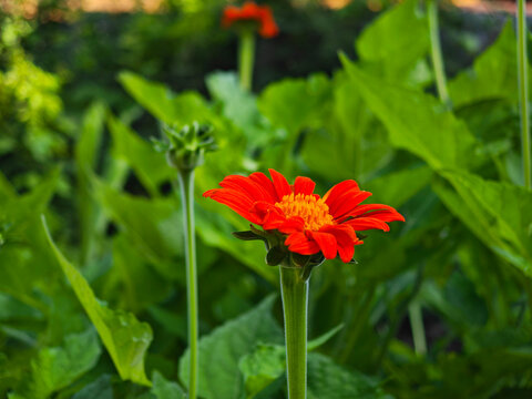 Red Mexican sunflower blooming in garden.