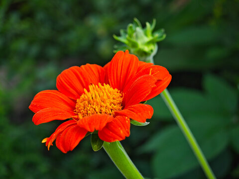 Red Mexican sunflower with bud.