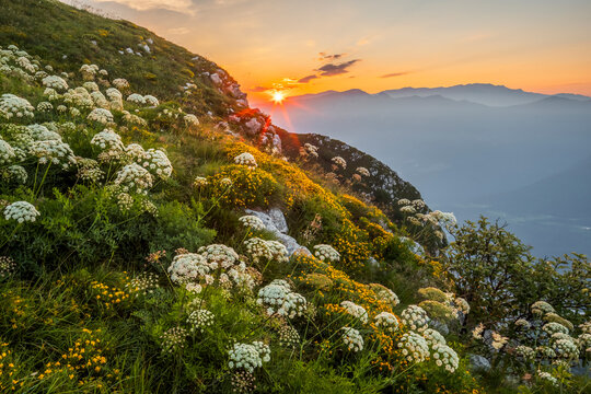 Alpine wildflowers bloom on a rocky mountainside during sunset, creating a scenic travel destination, Corno della Paura, Monte Baldo Natural Park, Brentonico, Italy.