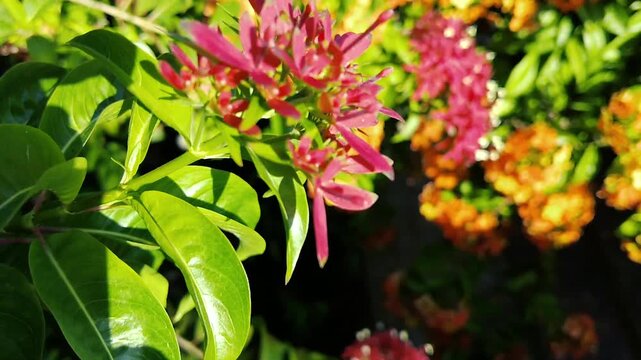 A close up of pink flowers on a bush with a soft blurred background of orange and red blooms