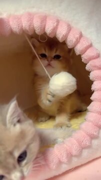 Golden british shorthair kitten plays with a hanging toy inside a cozy pink cat bed in this cute motion video