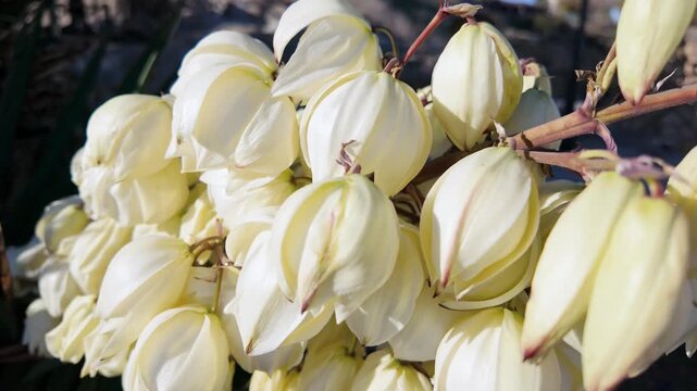 Zoom in on blooming white yucca flower clusters against blurred coastal background.