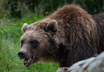 Obraz premium A close-up of a large male Brown bear, showing teeth