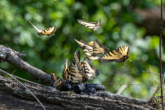 Swarm Of Tiger Swallowtail Butterflies Puddling On Log In Lush Green Forest