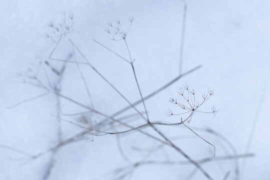 Frozen dry ground elder plants, minimal abstract natural winter background photo with selective focus
