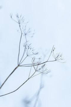 Frozen dry flowers of ground elder, abstract natural winter background photo with selective focus