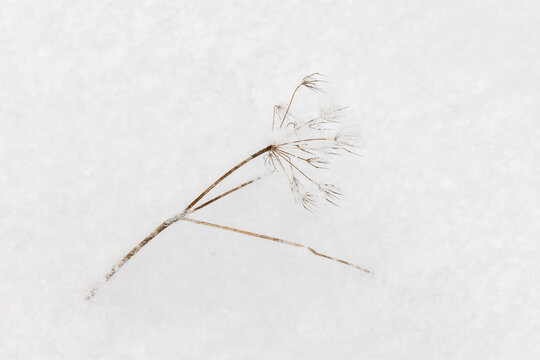 Frozen dry flowers of ground elder are on white snow, abstract natural winter background photo with selective focus