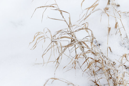 Dried grass stems dusted with fresh snow form a minimalist winter scene, conveying quiet, cold solitude and natural texture. Abstract natural winter background photo with selective soft focus