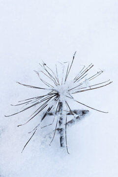 A snow-covered dried branch with curled dead leaves contrasts against a soft white background, evoking winter stillness, abstract vertical natural winter background photo with selective soft focus