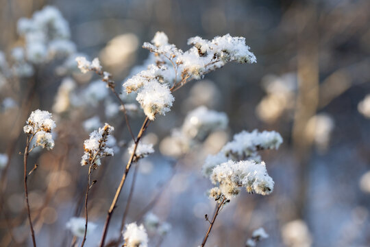 Dry fluffy flowers on a sunny winter day. Abstract natural winter background photo with selective soft focus