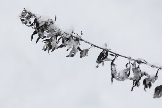A snow-covered dried branch with curled dead leaves contrasts against a soft white background. Abstract natural winter background photo with selective focus
