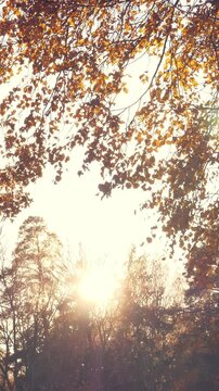 Autumn scene landscape with lake and and dry grass at sunset. Vertical footage
