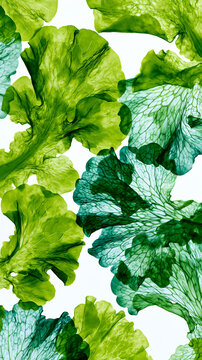 Translucent sea lettuce leaves reveal an intricate emerald vein network under backlit light, showcasing delicate ruffled texture in a luxury wellness superfood composition.