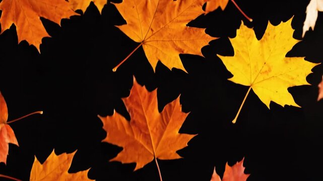 Falling orange maple leaves on black background