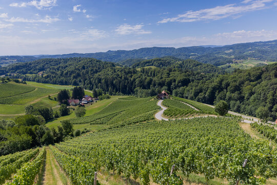 Weinbau, Herz, Strasse, Steiermark, slowenien.