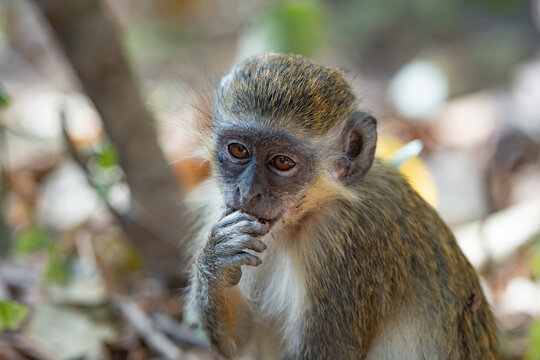 The green monkey in the Bijilo Forest Park in the Gambia