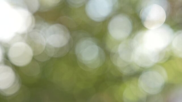 Beautiful spring nature with blurry sunlight shining trough the forest trees, Low view Defocused blurred of green and yellow bokeh with warm light moving with the wind.Real time full 4k video footage.