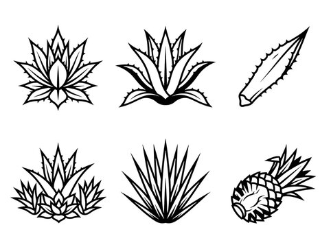 Detailed black and white vector icons featuring various agave plants and succulent leaves drawn with bold clean lines and sharp artistic strokes for nature themed graphic design projects on transparen
