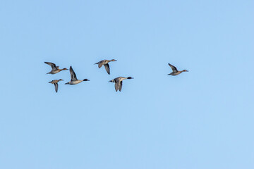 Flock of northern pintails in flight © fluffandshutter