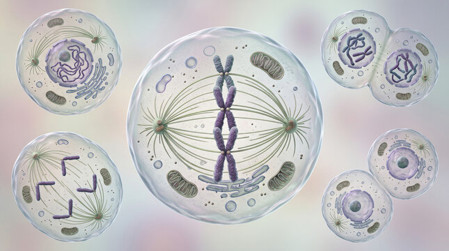 Cell Undergoing Mitosis