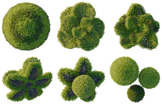 Set of Bacopa diffusa tree plan, top view, cutout, transparent background, isolate, Collection of manicured green bushes, perfect for landscaping designs and garden decorations.