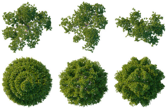 Set of Ficus concinna tree plan, top view, cutout, transparent background, isolate, Collection of Tree Canopies - Lush Green Foliage Aerial View for Landscape Design and Visualization