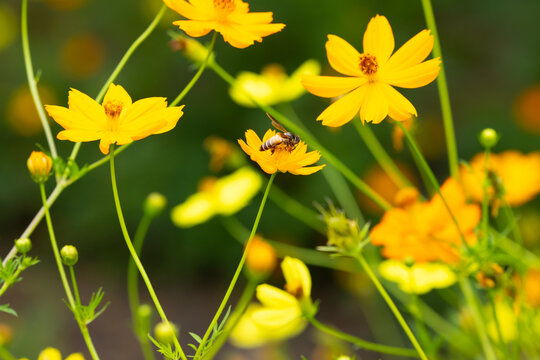 cosmos flower with honey bee . Vibrant yellow cosmos flowers blooming under with busy bee