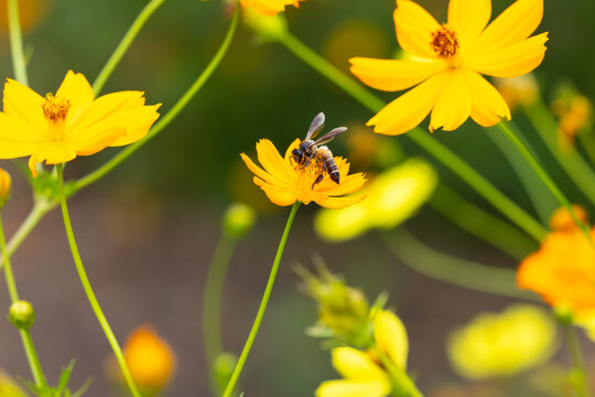cosmos flower with honey bee . Vibrant yellow cosmos flowers blooming under with busy bee