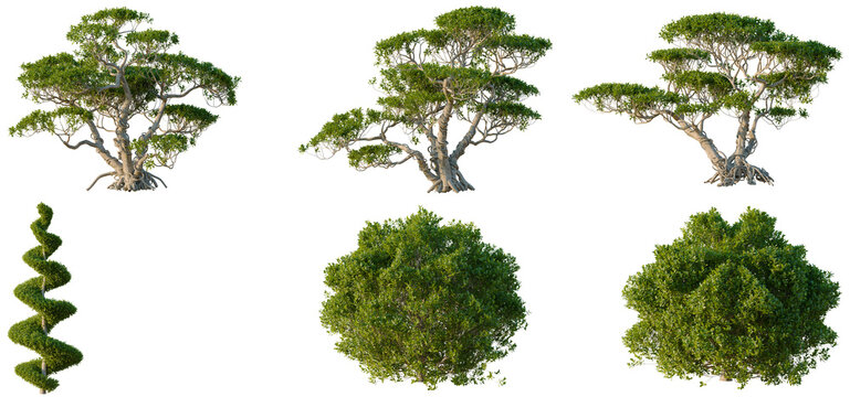 Set of Ficus concinna tree elevation, front view, cutout, transparent background, isolate, Collection of Trees with Roots - Isolated on Black Background for Design Elements