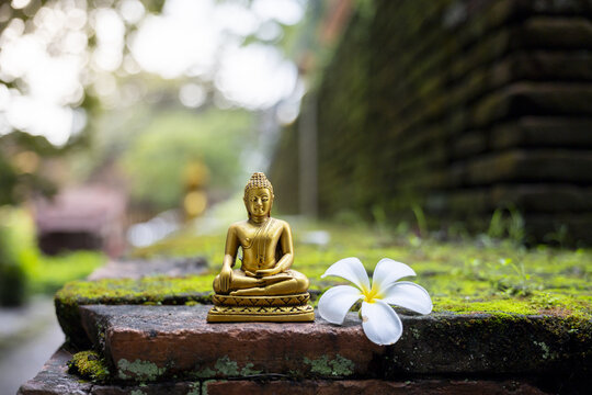 Golden buddha statue meditation plumeria flower mossy brick temple garden serene spirituality calm