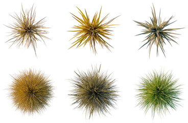 Obraz premium Set of Muhlenbergia rigens tree plan, top view, cutout, transparent background, isolate, Collection of Ornamental Grasses - Lush Textures & Natural Elements for Design Projects