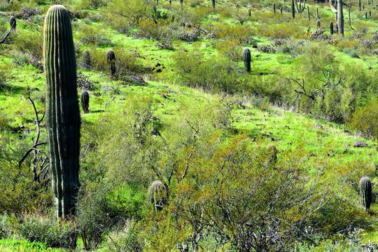 Old Saguaro Cactus Sonora desert Arizona